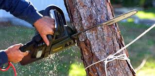 Best Tree Preservation Services  in Mankato, MN