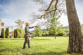 Best Leaf Removal  in Mankato, MN