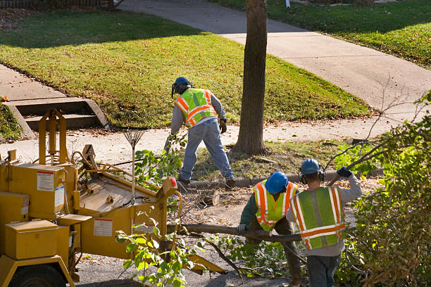 Best Commercial Tree Services  in Mankato, MN