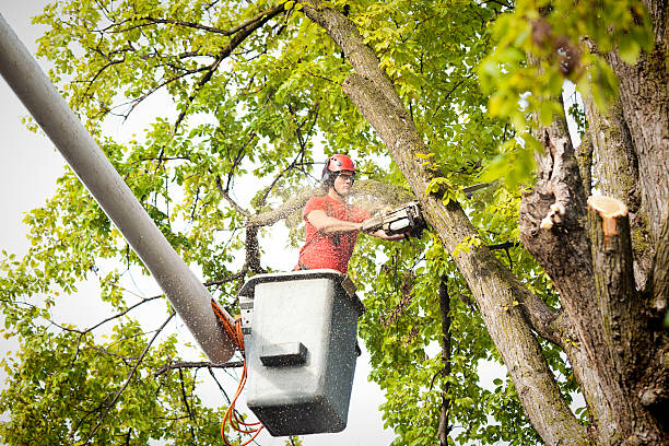 Best Seasonal Cleanup (Spring/Fall)  in Mankato, MN