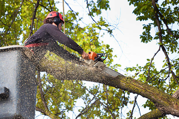 Reliable Mankato, MN Tree Removal Solutions