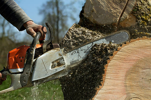  Mankato, MN Tree Removal Pros